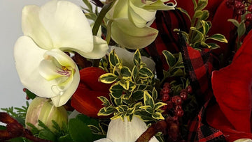 DÉLICES D'ORCHIDÉES